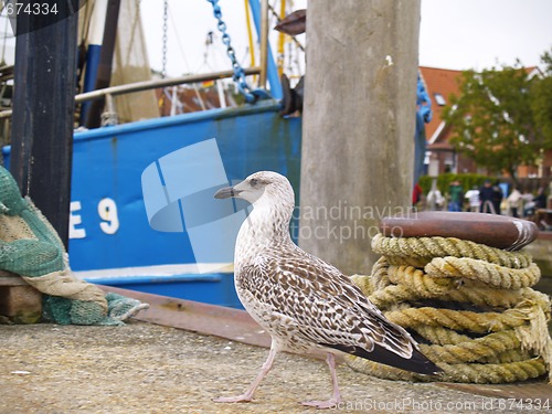 Image of seagull