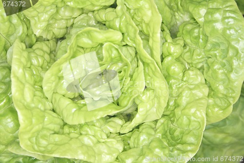 Image of fresh lettuce