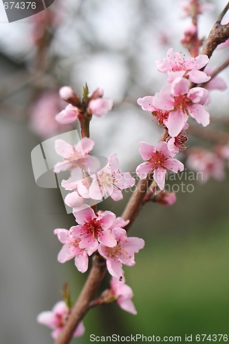 Image of pink flowers