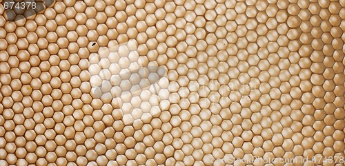 Image of honeycomb