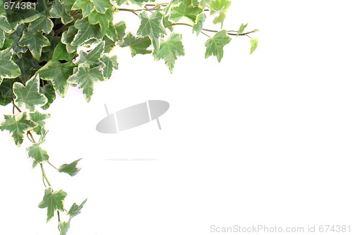 Image of leafy background