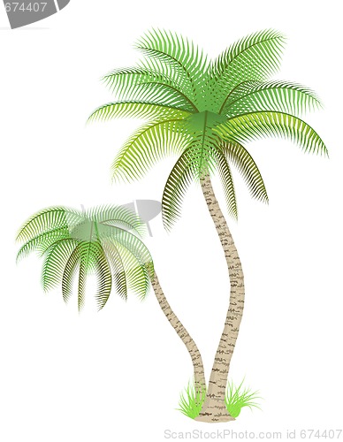 Image of Palm trees