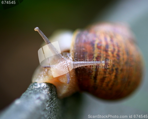 Image of Snail