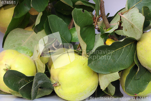 Image of nice quinces