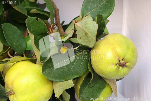 Image of nice quinces