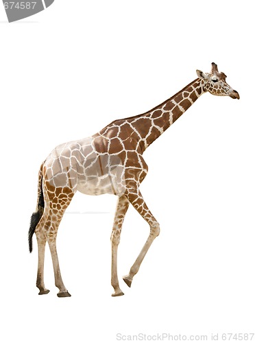 Image of Giraffe