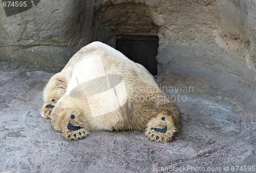 Image of Polar bear