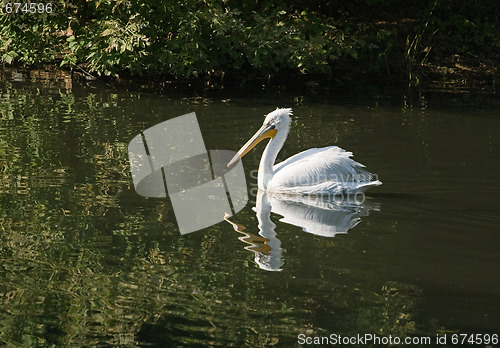 Image of Swimming pelican