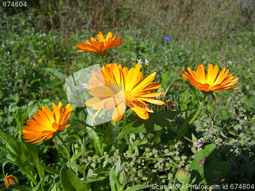 Image of summer flowers 