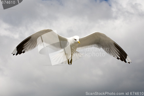 Image of seagull