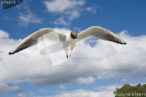 Image of seagull