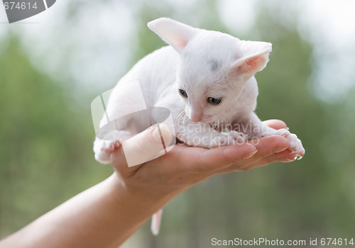 Image of white kitten on palm