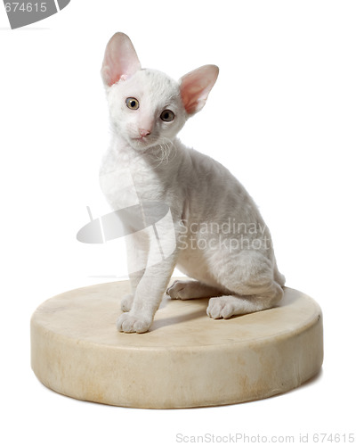 Image of cornish rex kitten