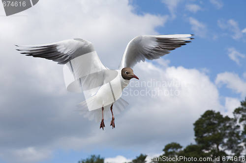 Image of seagull