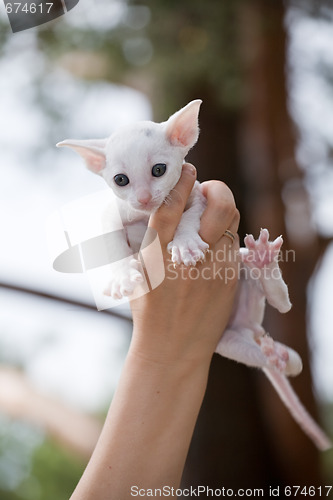 Image of white kitten on palm