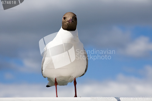 Image of seagull