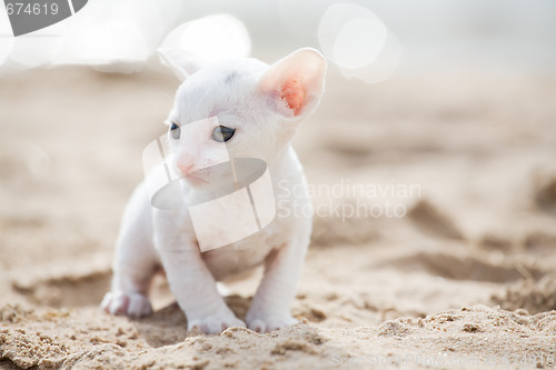 Image of white kitten