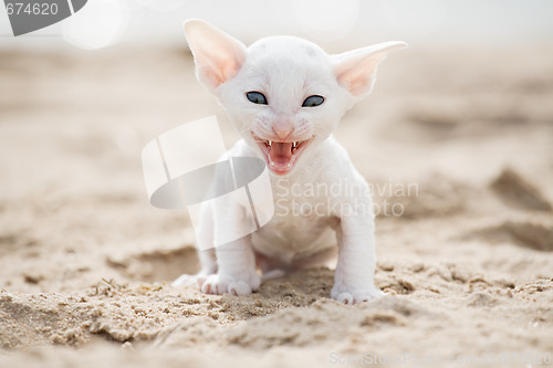 Image of white kitten