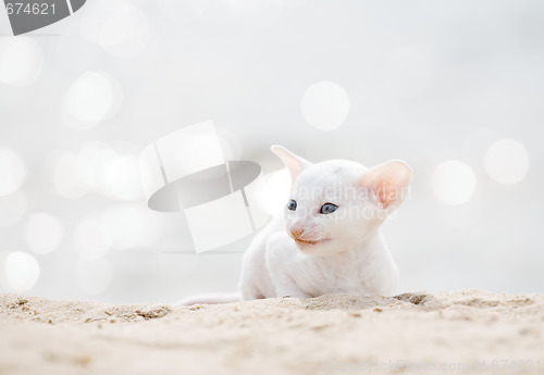 Image of white smiling cat