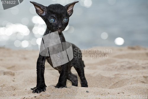 Image of black kitten