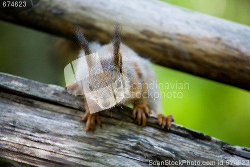 Image of squirrel