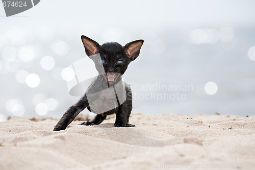 Image of black kitten