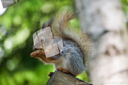 Image of squirrel