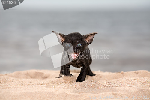 Image of black kitten