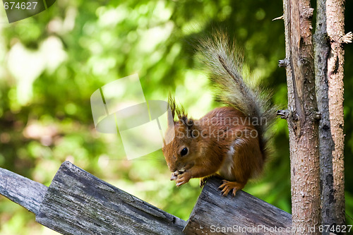 Image of squirrel