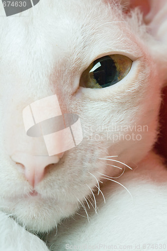 Image of cat eye