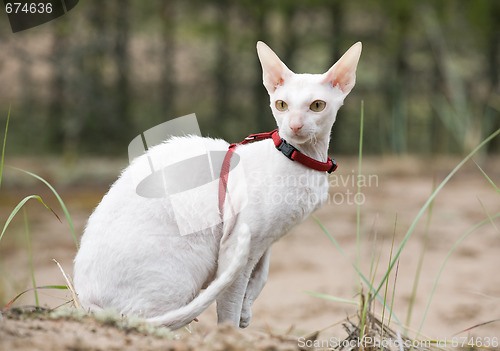 Image of white cornish rex cat