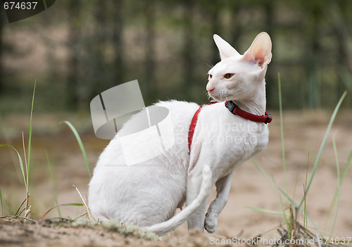 Image of white cornish rex cat