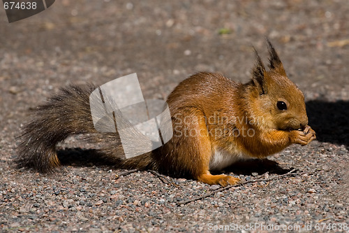 Image of squirrel