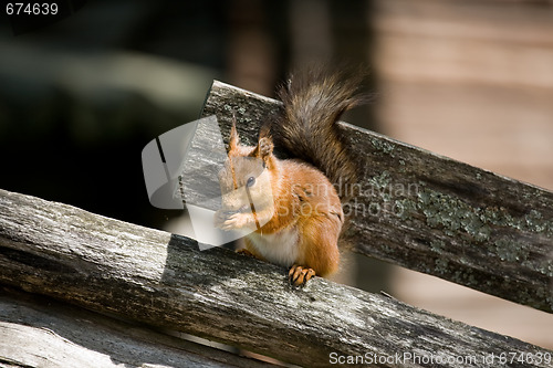 Image of squirrel