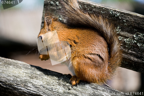 Image of squirrel