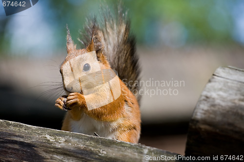 Image of squirrel