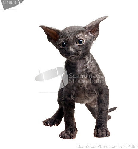 Image of cornish rex kitten