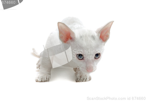 Image of white kitten