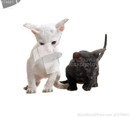 Image of white and black cornish rex kittens