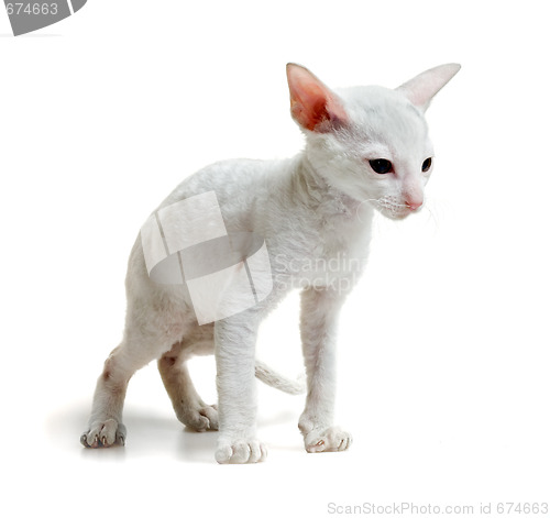 Image of little cornish rex