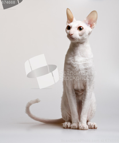 Image of beautiful white cat