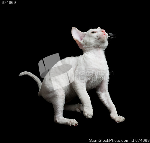 Image of white kitten