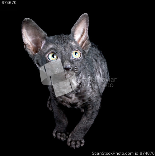 Image of black kitten