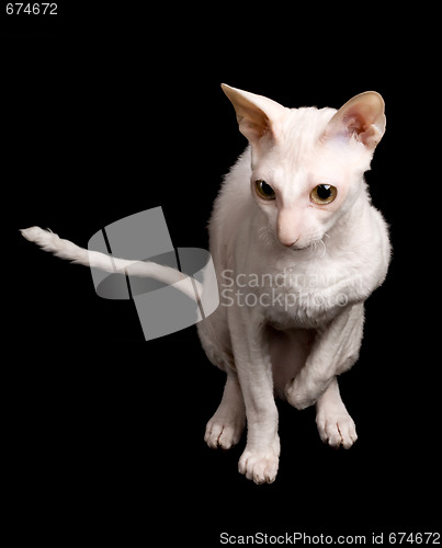 Image of white cat