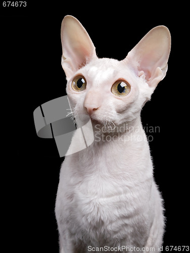 Image of portrait of white cat