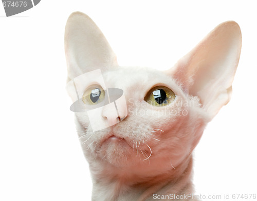 Image of white cat portrait