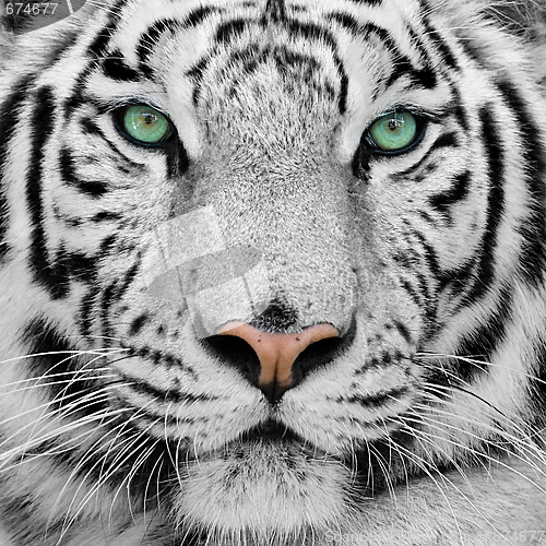 Image of white tiger