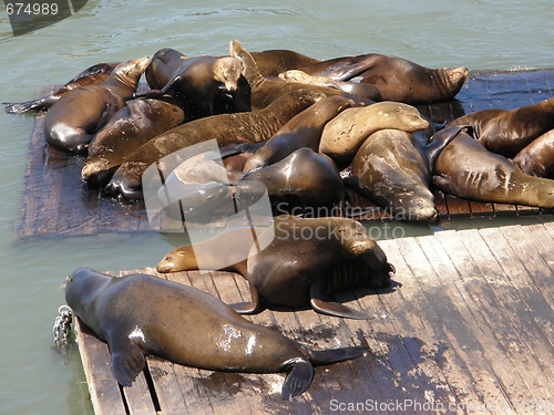 Image of Sea Lions