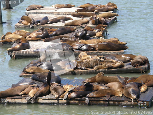 Image of Sea Lions at Fishermans Wharf