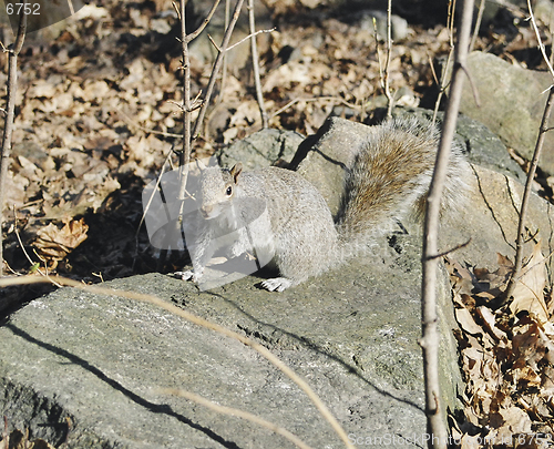 Image of squirrel